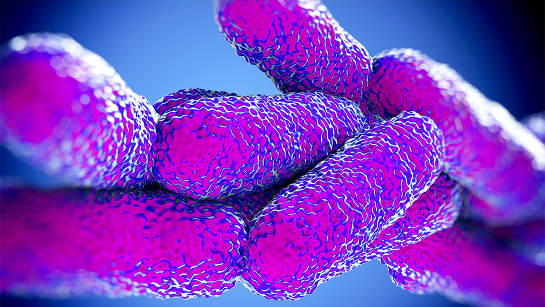 Legionella Pneumophila Bacteria, which most commonly causes Legionnaires' disease.