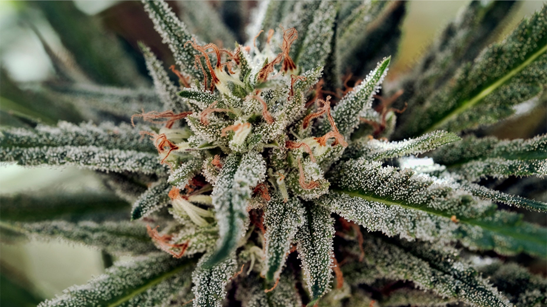 Liberal California became the largest legal U.S. marketplace, while conservative Utah and Oklahoma embraced medical marijuana. (AP Photo/Richard Vogel, File)