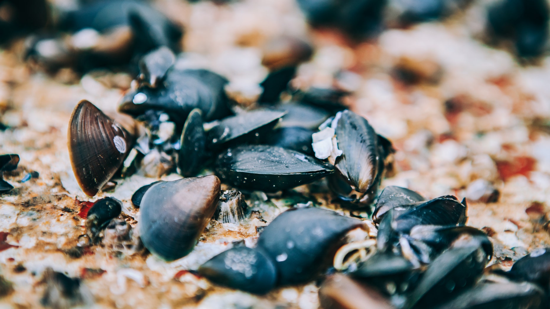 The sculptor, Gillian Genser, had been regulating blue mussel shells in her sculptures for a past 15 years, and, as a result, unknowingly poisoning herself.