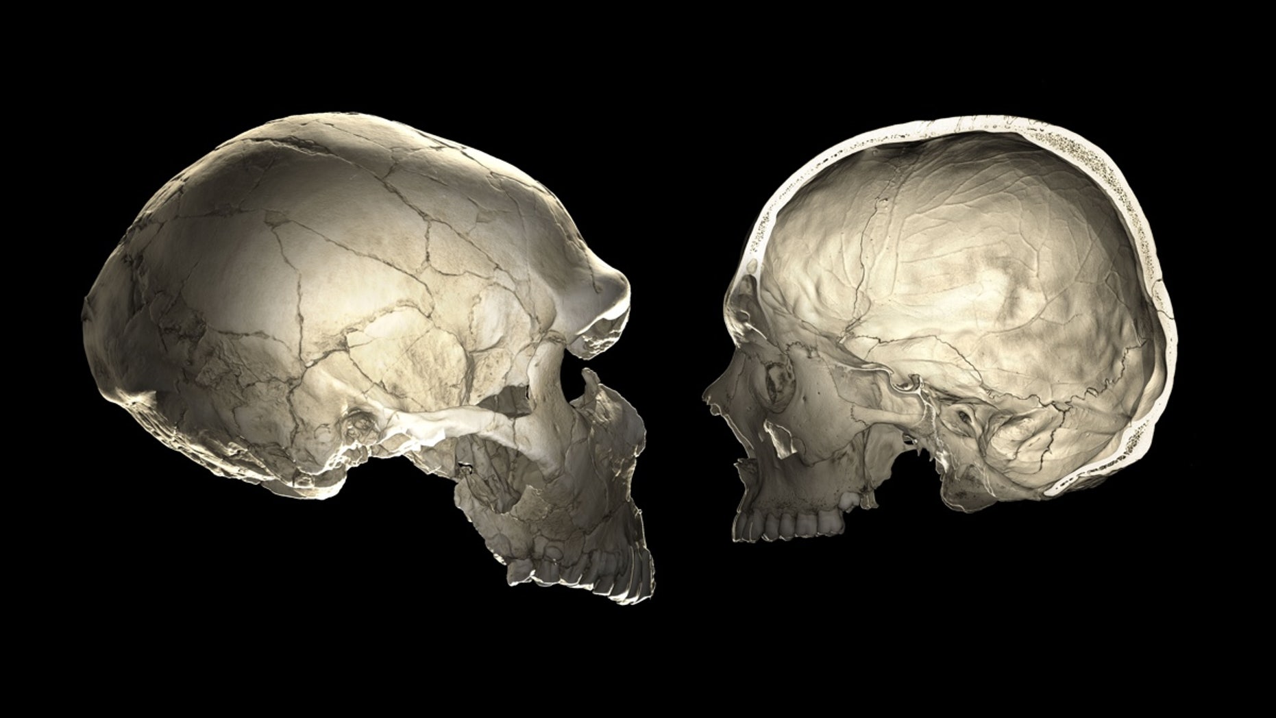 One of the features that distinguishes modern humans (right) from Neandertals (left) is a globular shape of the braincase.