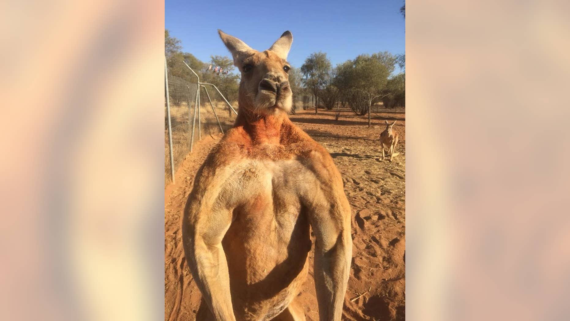 Roger was rescued by the owner of the Kangaroo Sanctuary in Alice Springs, Australia from his dead mom’s pouch.
