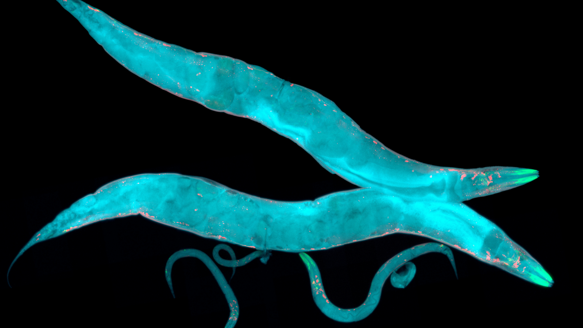 Scientists will send thousands of <em>C. elegans</em> up to space in hopes of understanding muscle loss in astronauts.