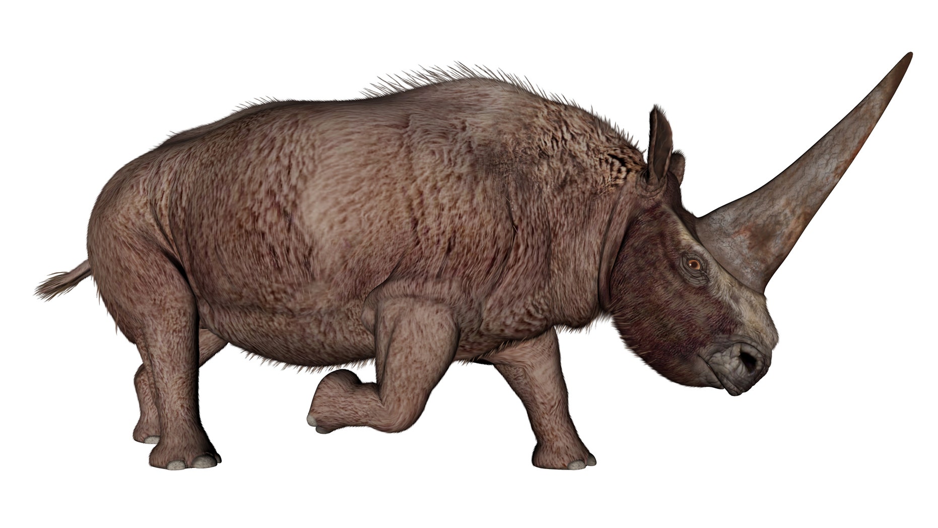 Unicorn from the Ice Age may have existed at the same Unicorn from the Ice Age may have existed at the same