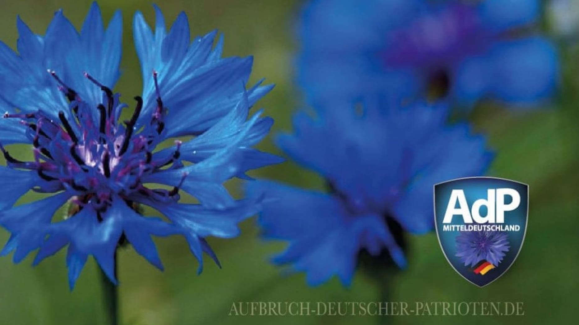 The logo of the party features a blue corn flower that has been associated in neighboring Austria with the anti-Semitic Schoenerer Movement and was used as a secret symbol by Nazi sympathizers up until the country was annexed by the Nazi Germany in 1938.
