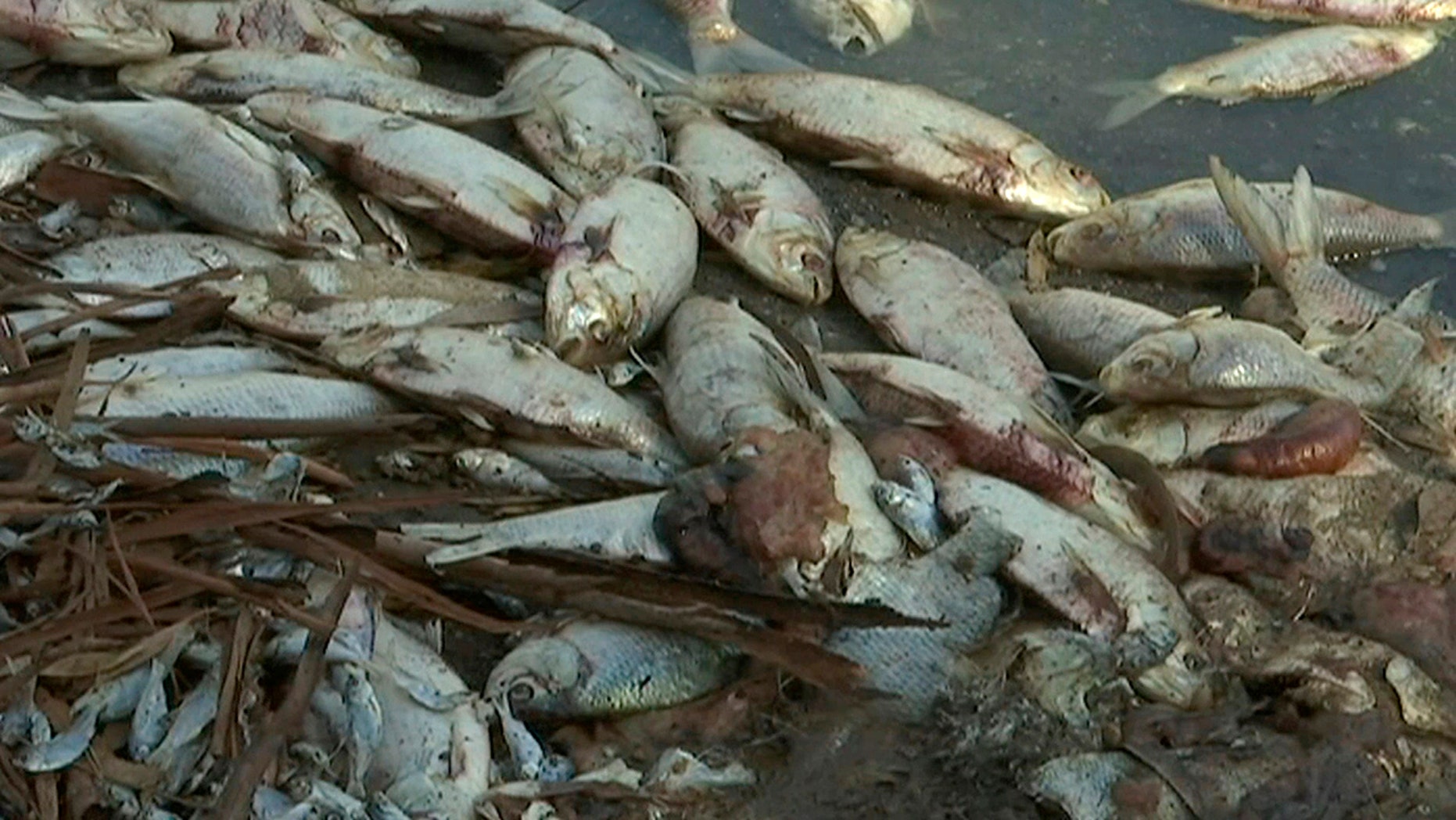 Australian wildlife officials to pump oxygen into rivers after thousands of fish are killed in heatwave