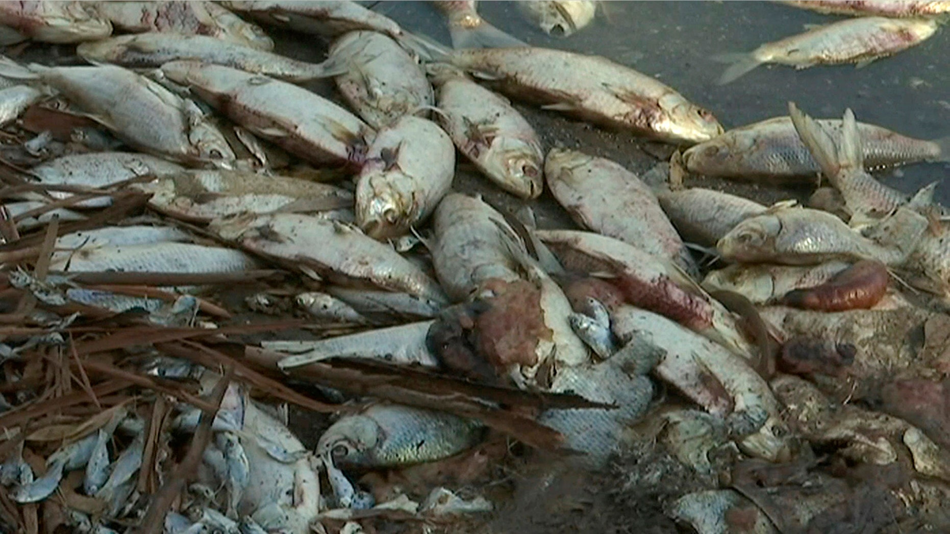 This image made from a video taken on Jan. 7, 2019, shows dead fish along the Darling River bank in Menindee, New South Wales, Australia. An Australian state government on Tuesday, Jan. 15, 2019 announced plans to mechanically pump oxygen into lakes and rivers after hundreds of thousands of fish have died in heatwave conditions.
