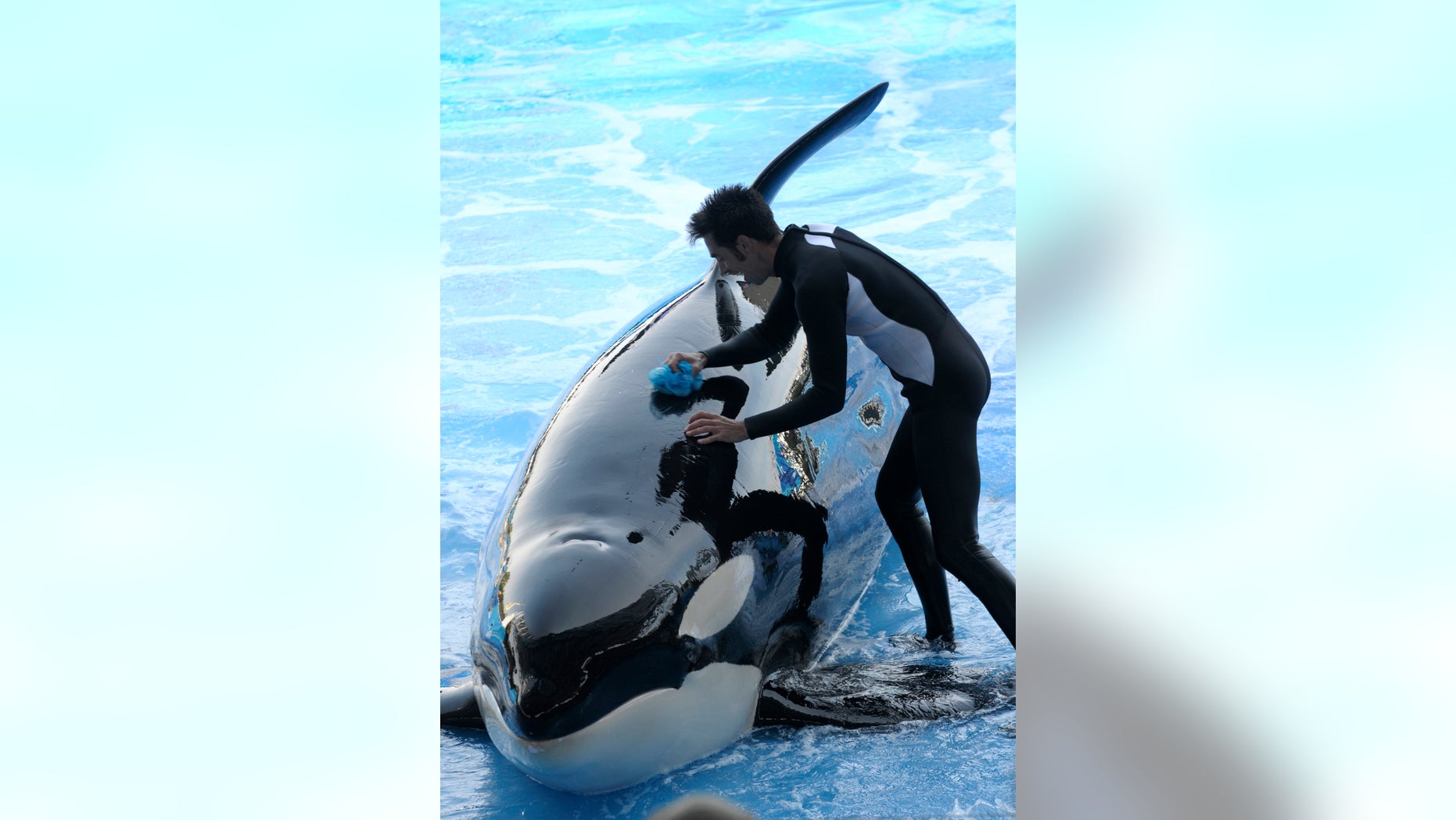 In a March 7 2011 file photo, trainer Joe Sanchez, right, works with killer whale Kayla during the Believe show in Shamu Stadium at the SeaWorld Orlando theme park in Orlando, Fla.