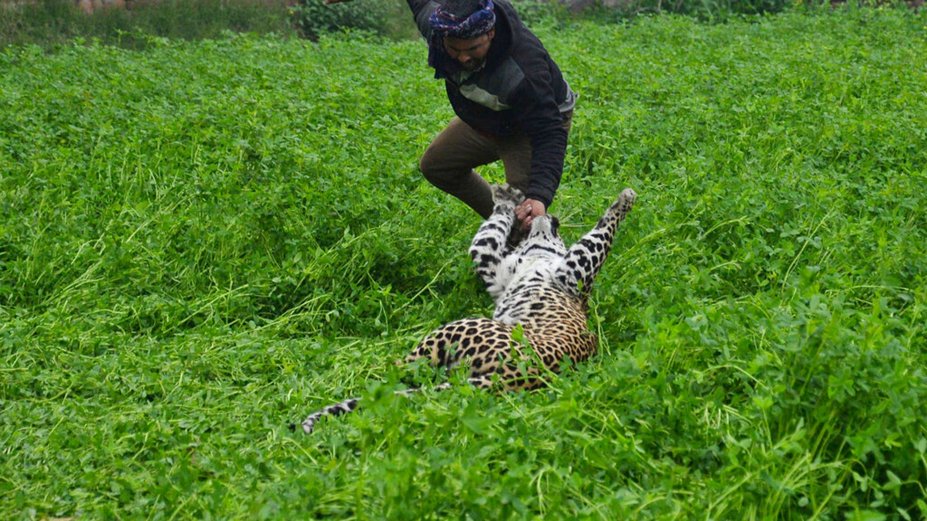 Stray Leopard Goes On Rampage In India Attacks Four People Fox News 