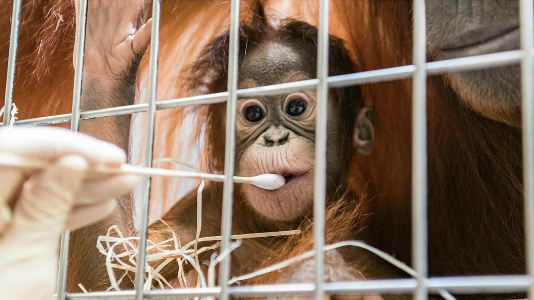 In this undated photo, released Thursday Jan. 31, 2019, by Zoo Basel, zoo keepers routinely take DNA samples from female orangutan cub Padma to determine her paternity. ( Zoo Basel via AP)