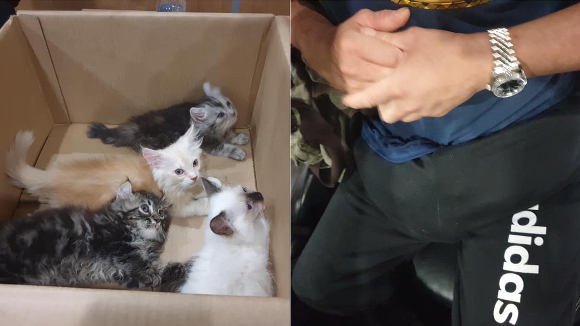 A Singaporean man was discovered with several kittens hidden in his pants.