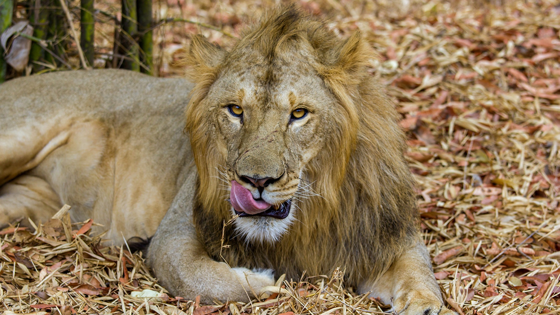 asiatic lion in hindi