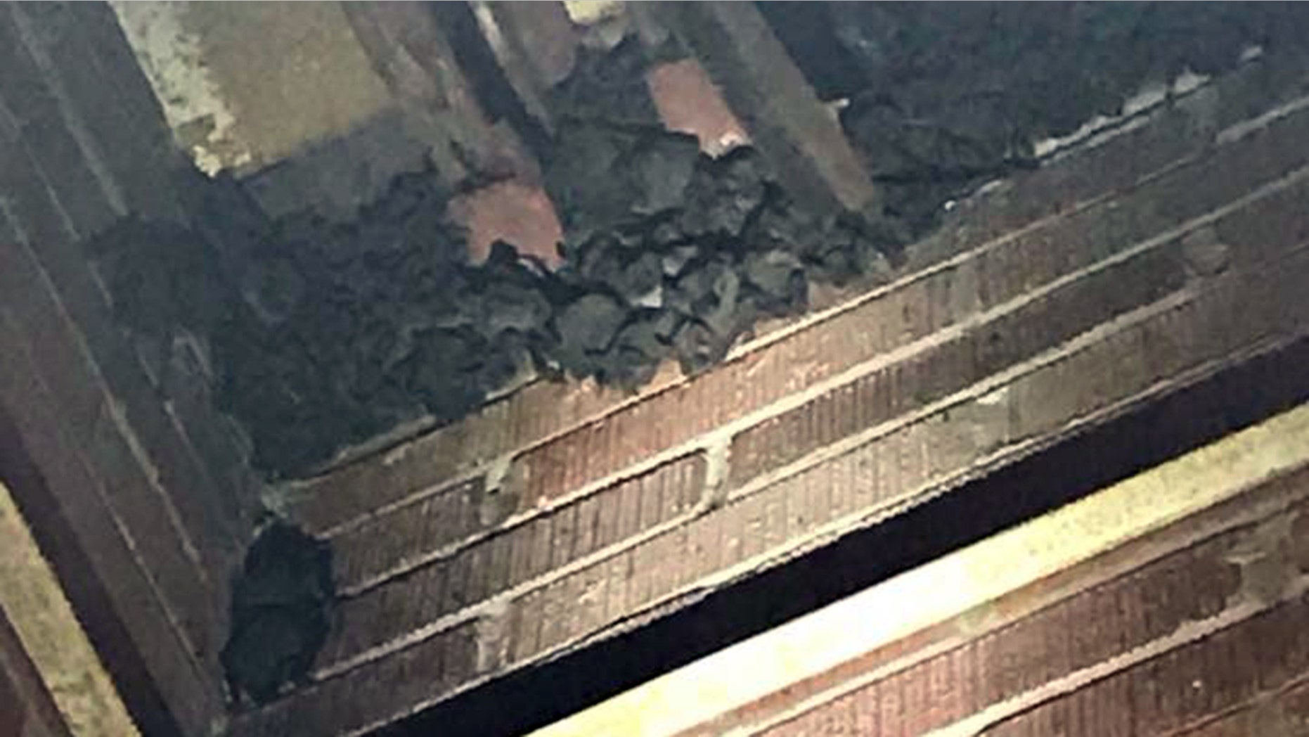 The bats reportedly caused the high school to temporarily close.