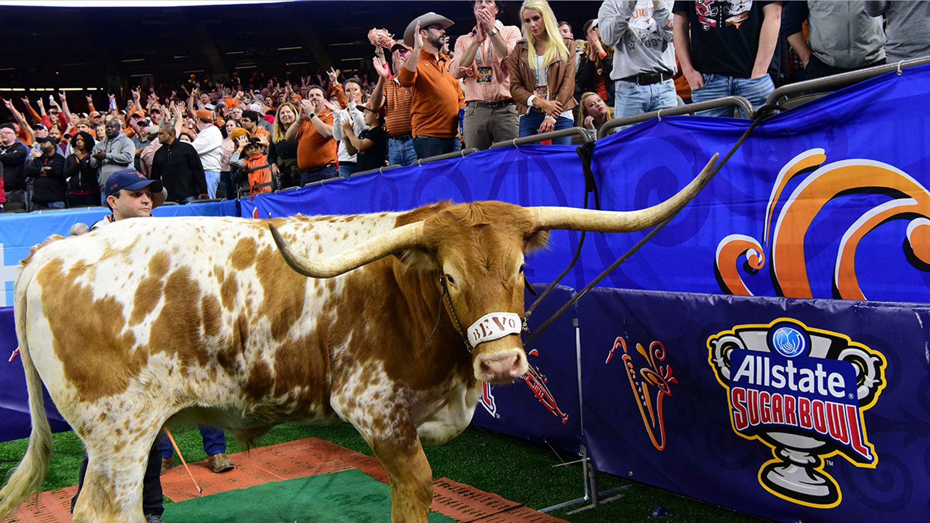 Texas mascot Bevo, a steer, charges Georgia mascot Uga, a dog, before