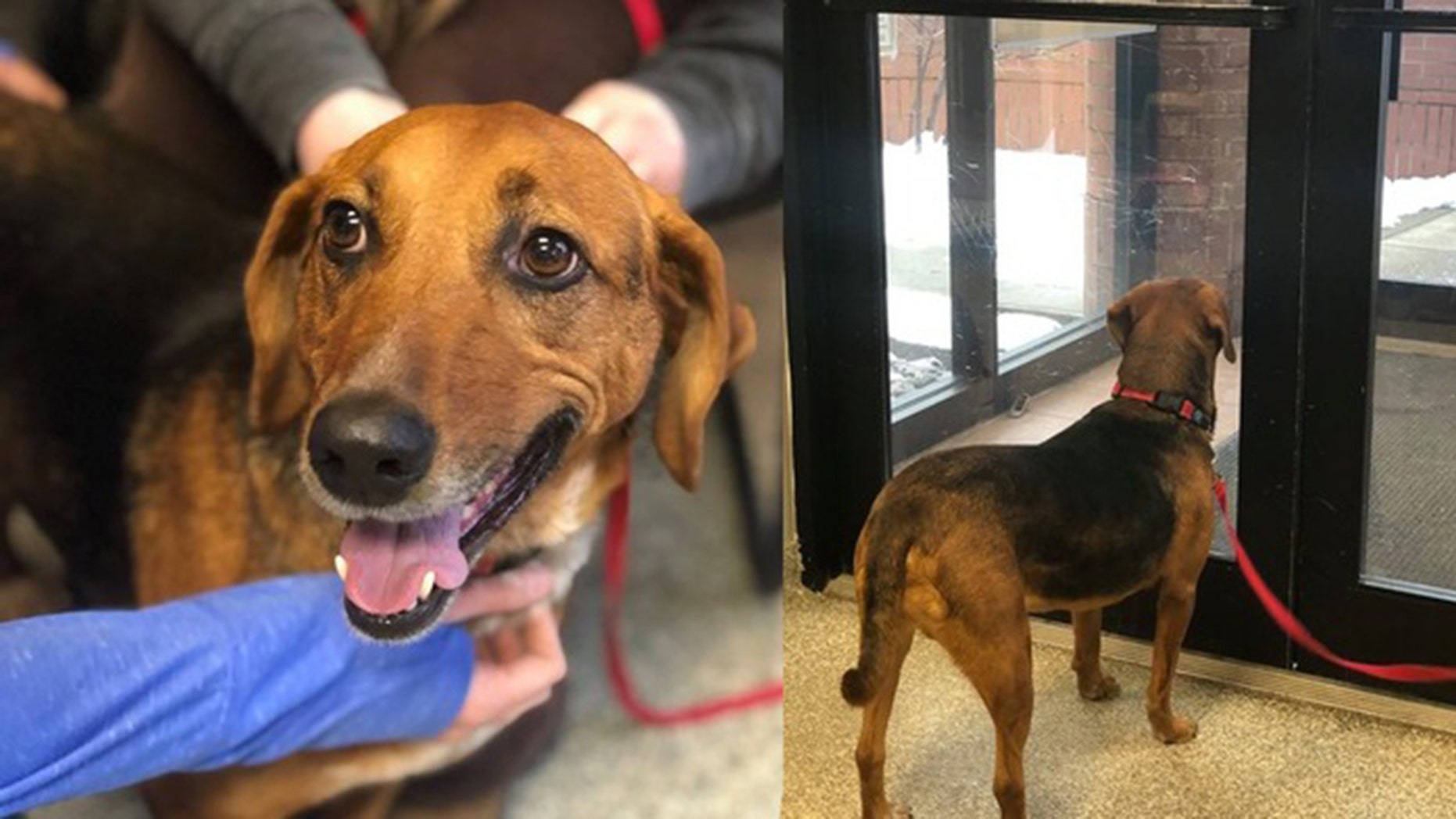 'Smiling' Dog That Spent 525 Days In Shelter Finally Finds Forever Home ...