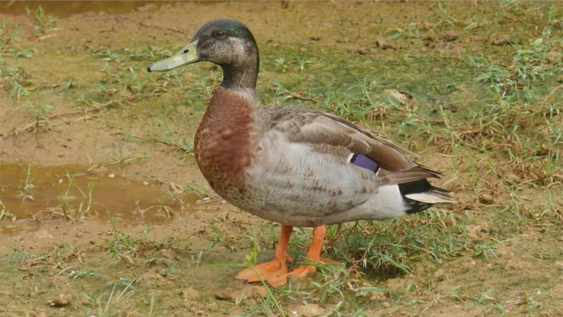 Trevor the duck in happier times.