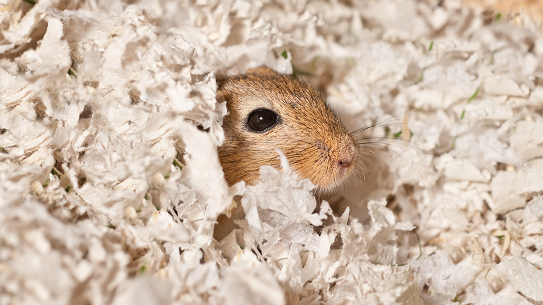 A "hungry" gerbil was rescued police after its owner was imprisoned for nearly a week.