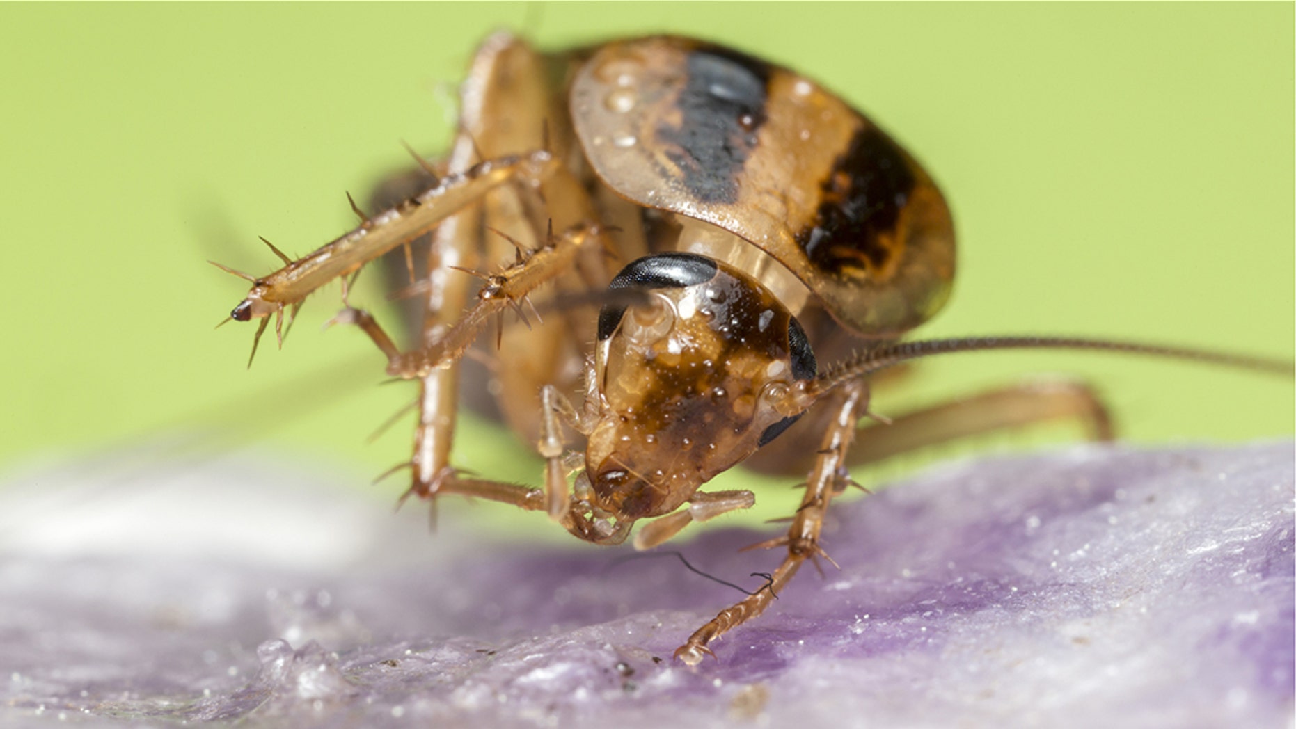Researchers from North Carolina State University argue in a new study that so-called