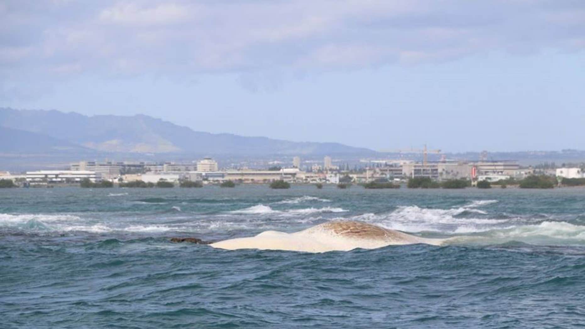 Hawaii officials said they have received reports some people have allegedly attempted to remove the animal's teeth.