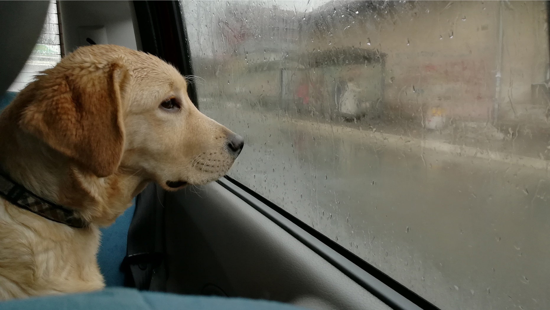Service dogs are allowed anywhere people go in New York — even car services.