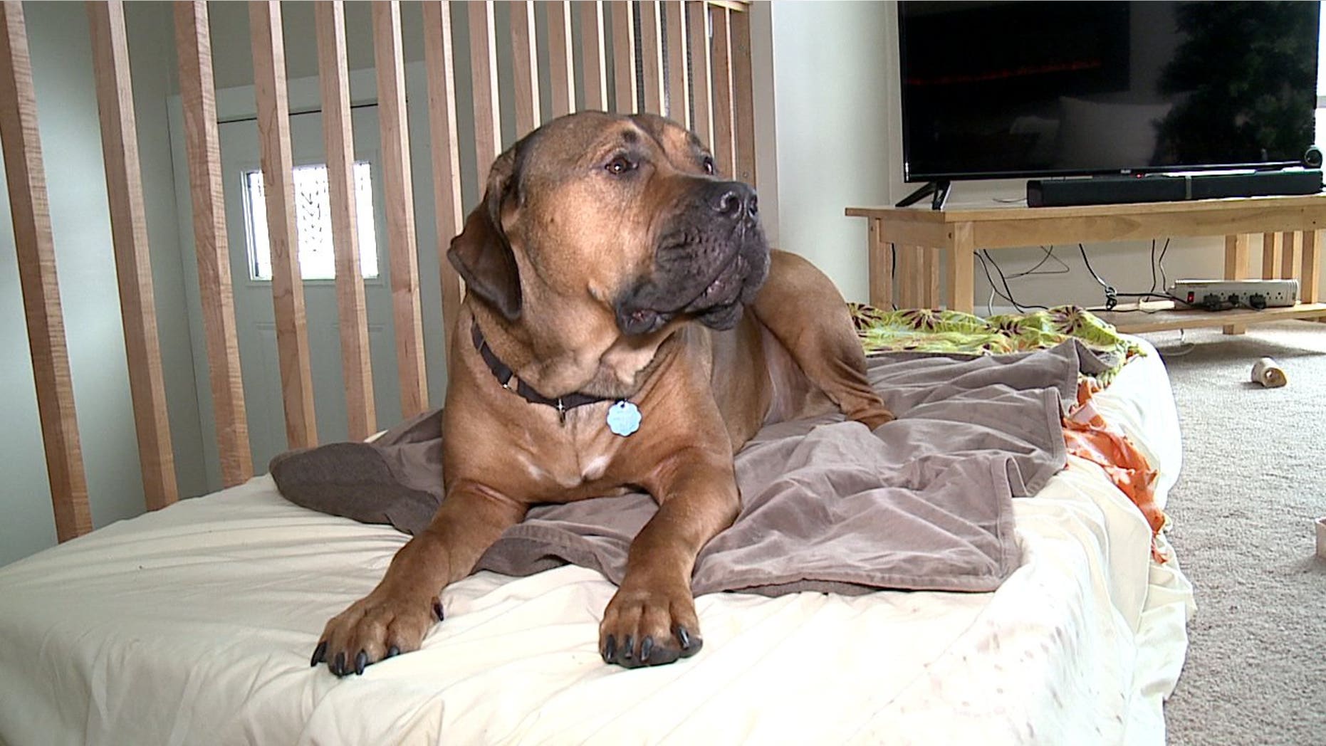 The woman said her mastiff ─ the "big fierce Boerboel" seen above ─ let the intruder fall asleep in his bed.<br>