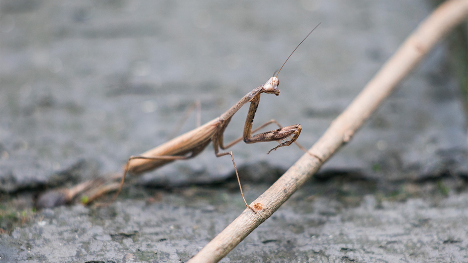 A Virginia woman said a praying mantis egg was attached to her Christmas tree, and more than 100 of the insects hatched in her home.