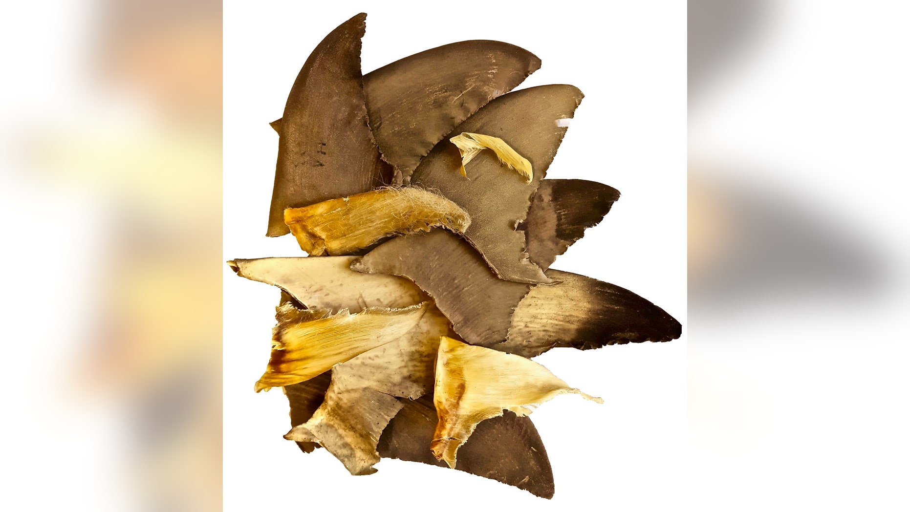 Shark fins examined in the alarming study.
