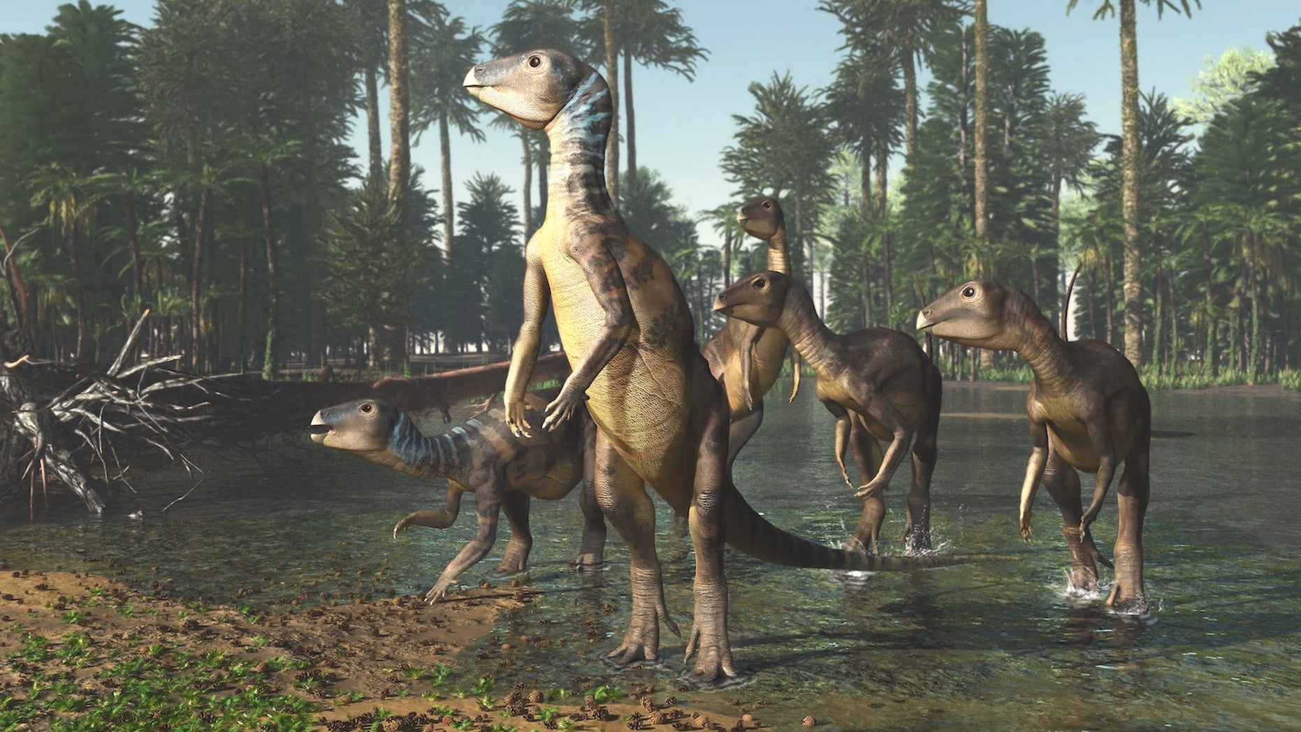The dinosaur <i>Weewarrasaurus pobeni</i> was roughly the size of an Australian sheep dog.