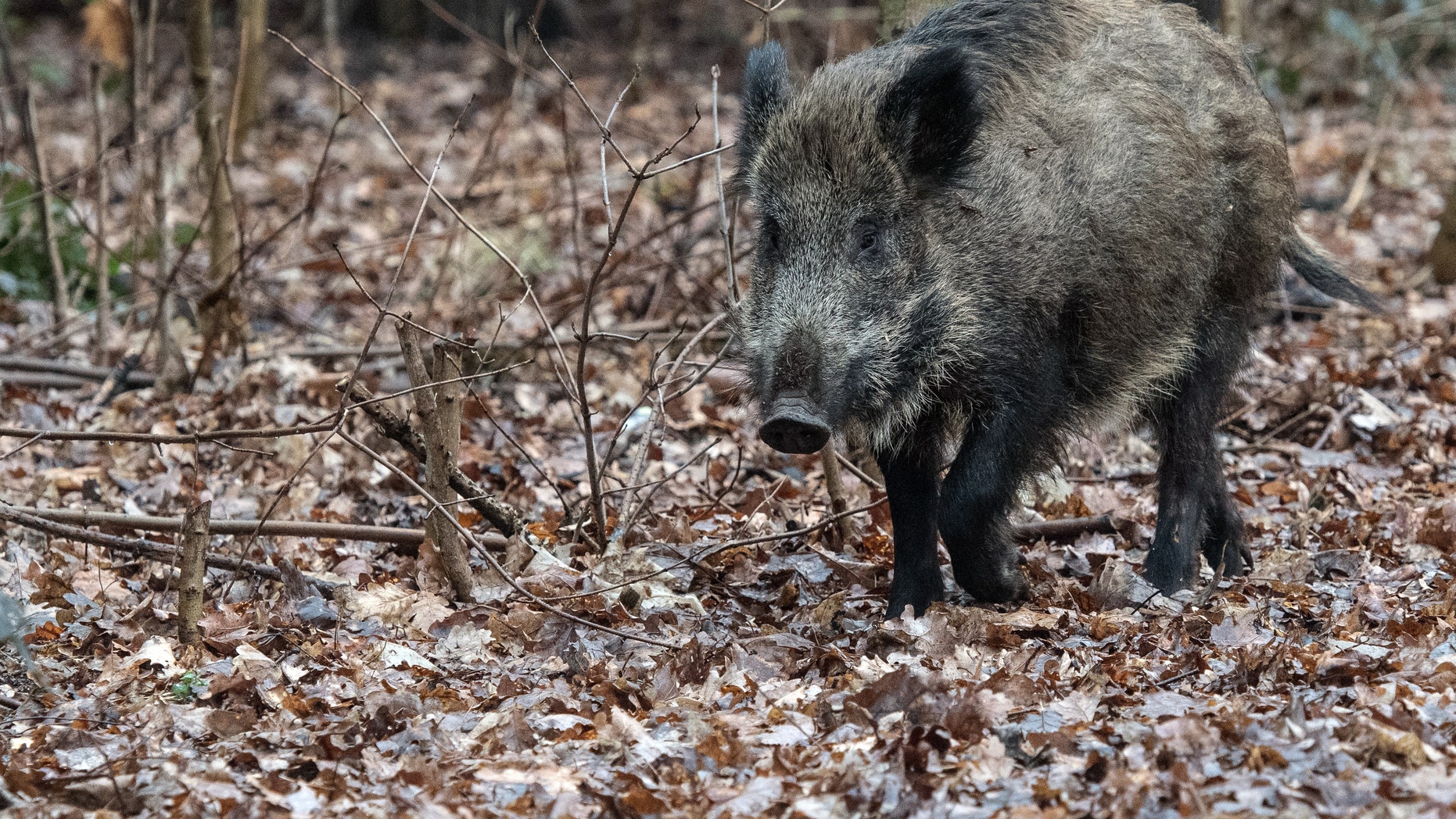 File photo - 08 March 2018, Germany, Berlin: A wild boar running in a forest in Tegel.