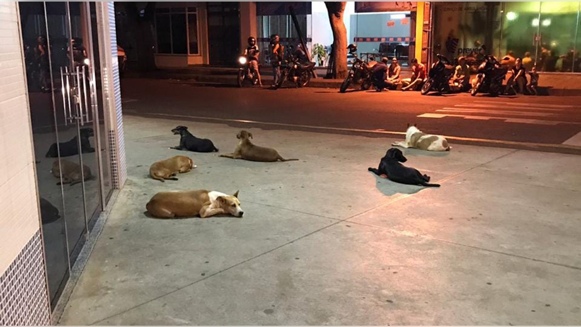 The six loyal pups of a homeless man in Brazil waited outside a hospital for more than 24 hours after he suffered a stroke.