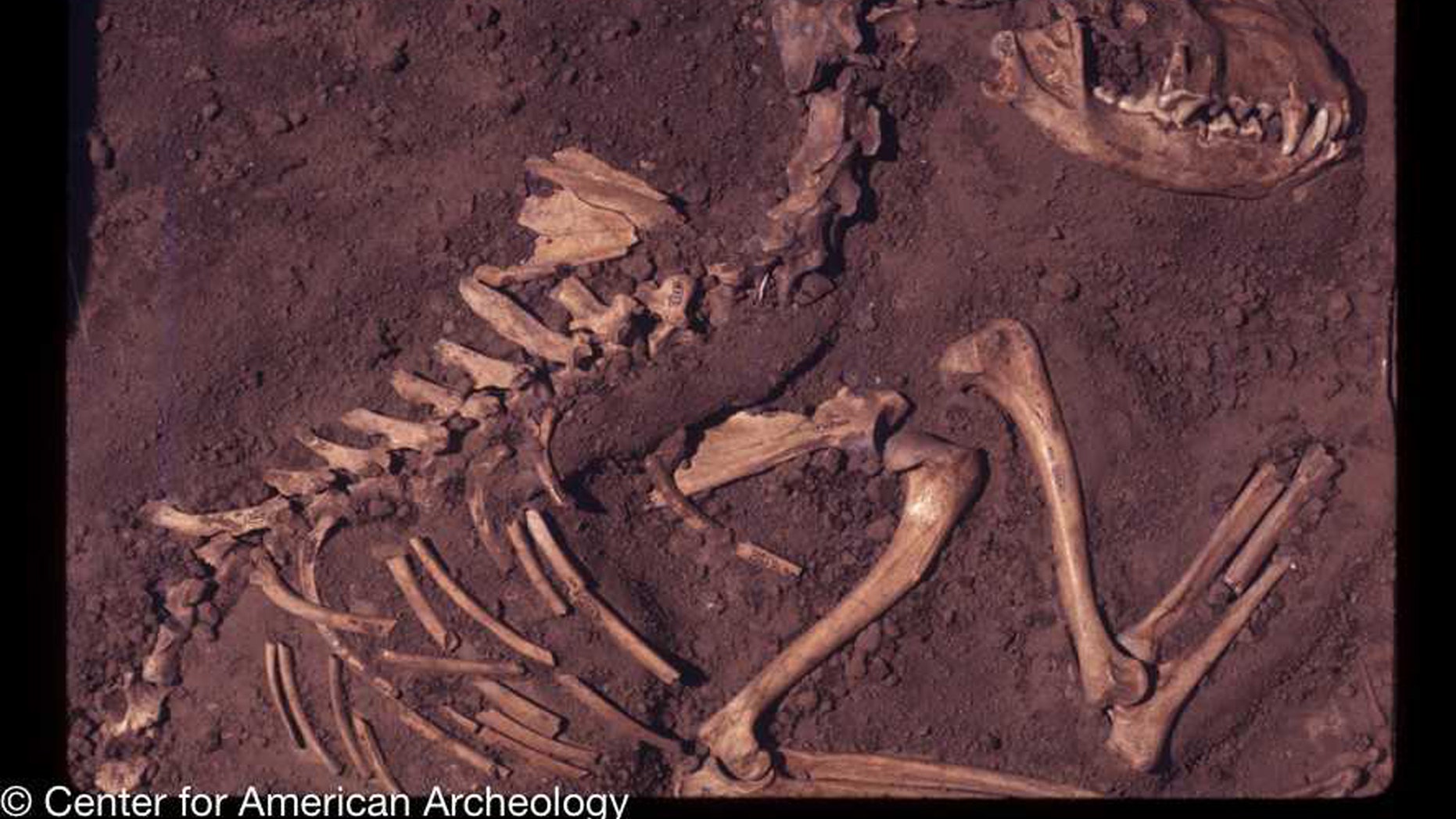 Dogs were domesticated in North America 10,000 years ago, study says
