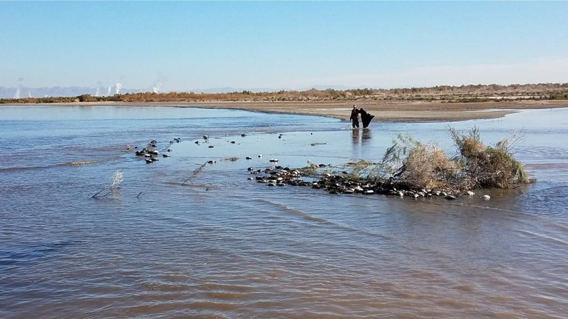 California wildlife officials said thousands of water birds died of an avian cholera outbreak at the Salton Sea between Jan. 8-17