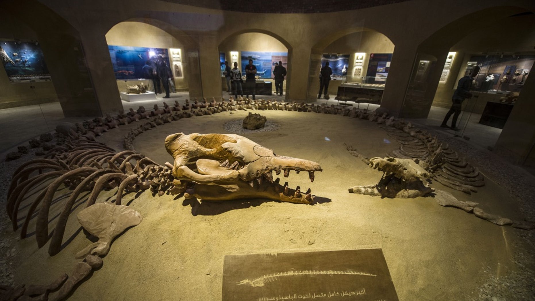 Ancient, 50-foot-long whale crushed baby whale skulls for dinner