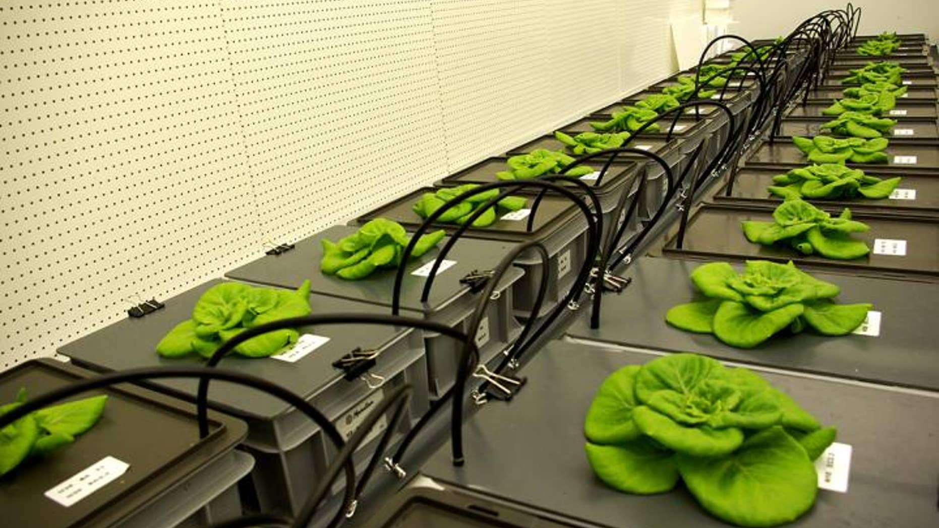 Wolff found that the plants can "smell" or detect how much nutrition is available when she ran experiments in climate-regulated growth chambers in the Netherlands.