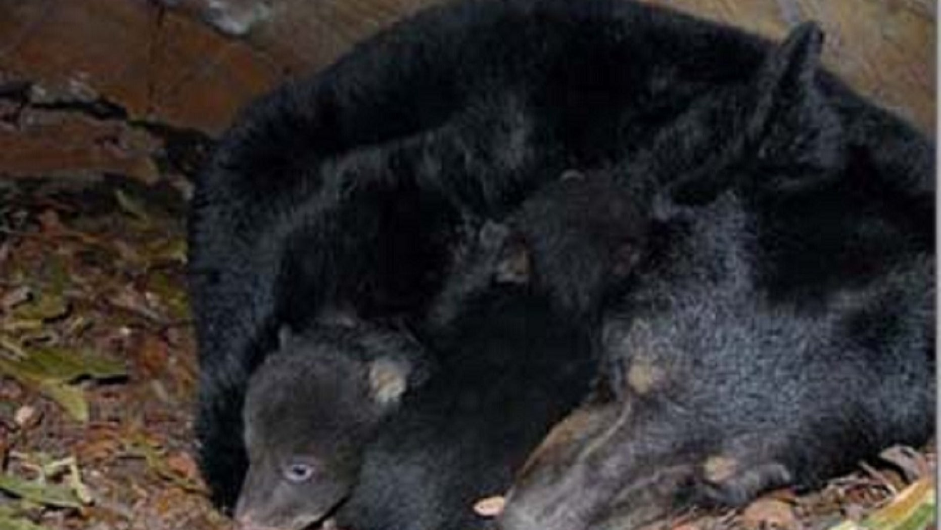 Alaska dad, son sentenced for killing mother bear, 