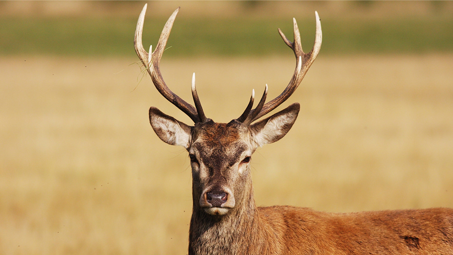 Nearly 300,000 deer were bagged in total.