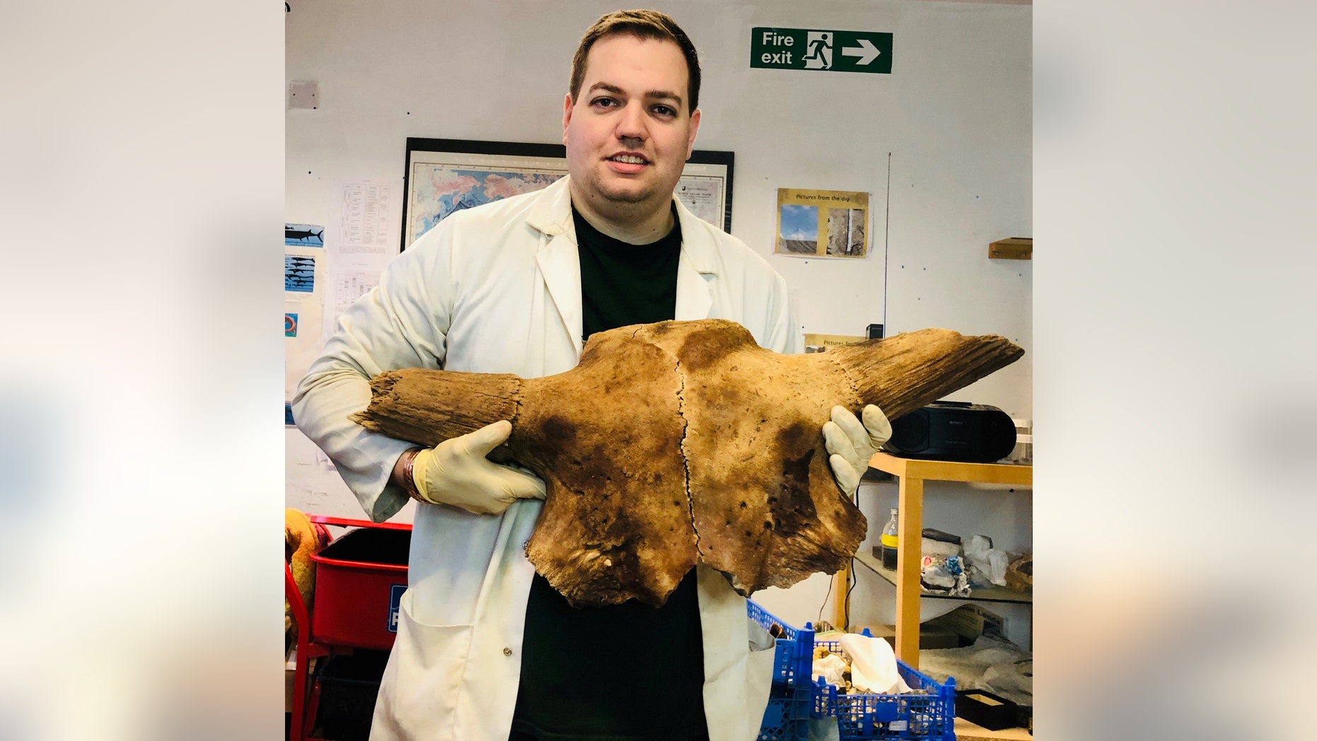 Palaeontologist Jamie Jordan, 29, owner of Fossils Galore museum in March, Cambs., uncovering the extremely rare prehistoric skull which belonged to an extinct giant buffalo dating back 150,000 years ago.(Credit: SWNS)
