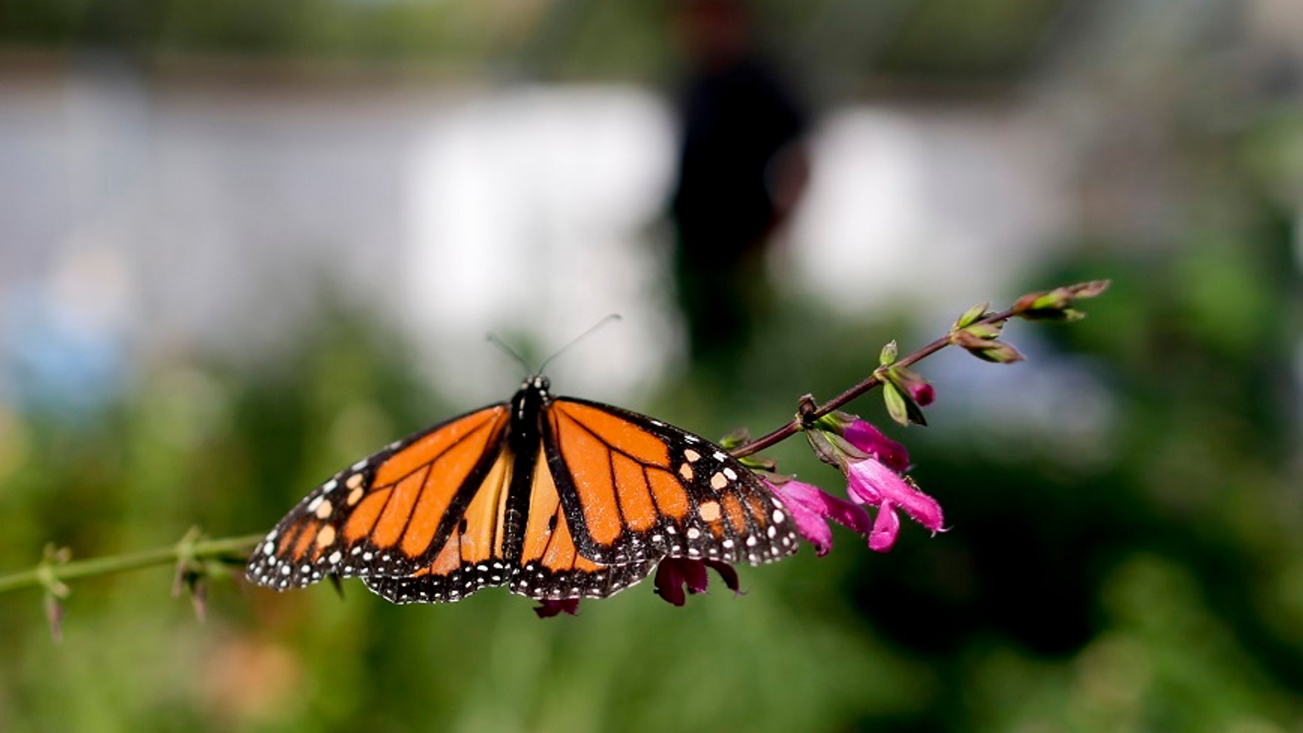 Researchers with an environmental group are labeling as "disturbingly low" the number of western monarch butterflies that migrate along the California coast.