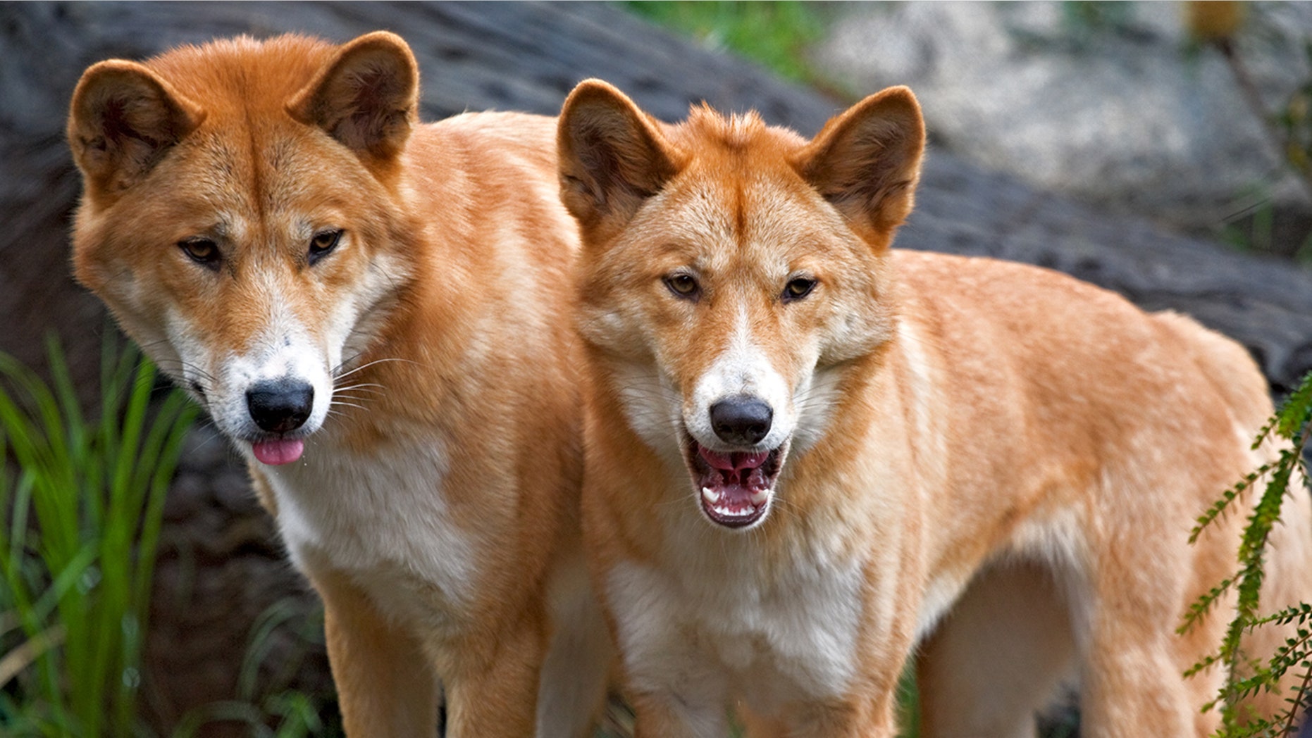 A pack dingo made a 6-year-old boy.