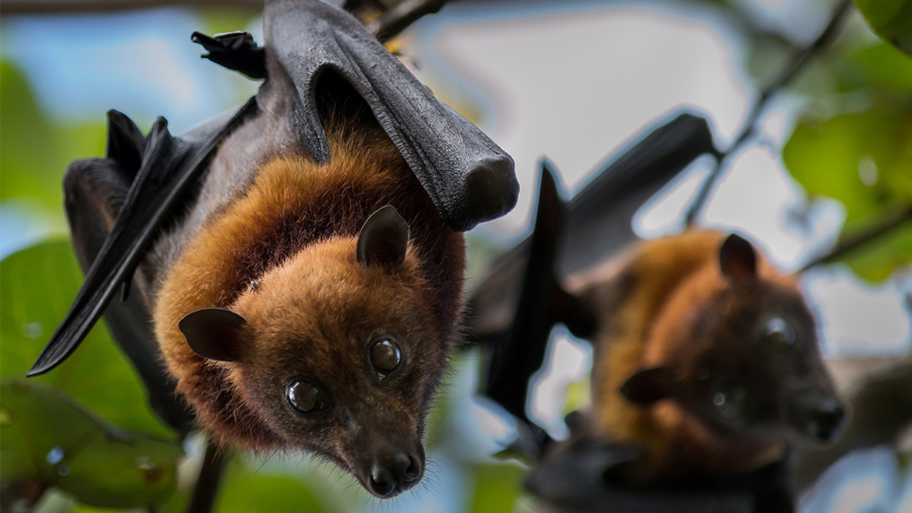 Beware of Měnglà: New virus similar to Ebola found in bats in China | Fox News
