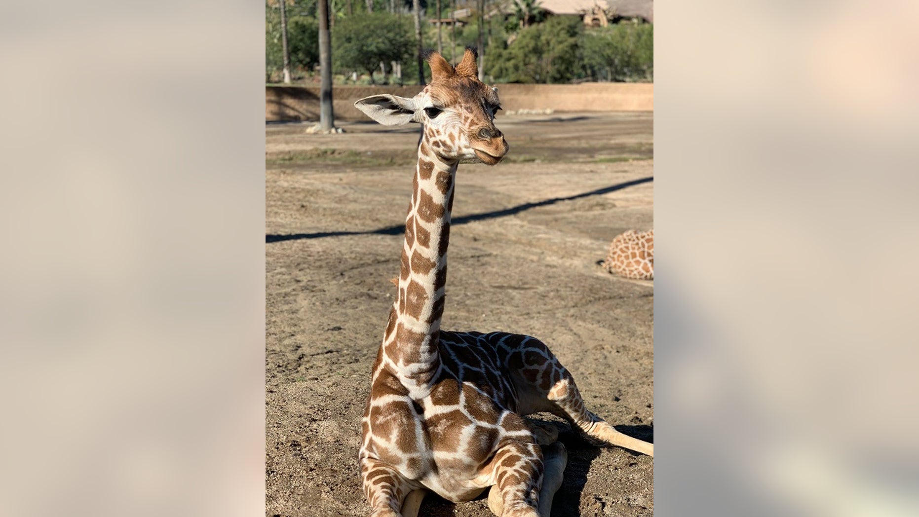 5-month-old giraffe euthanized after gore wound to stomach at San Diego Zoo