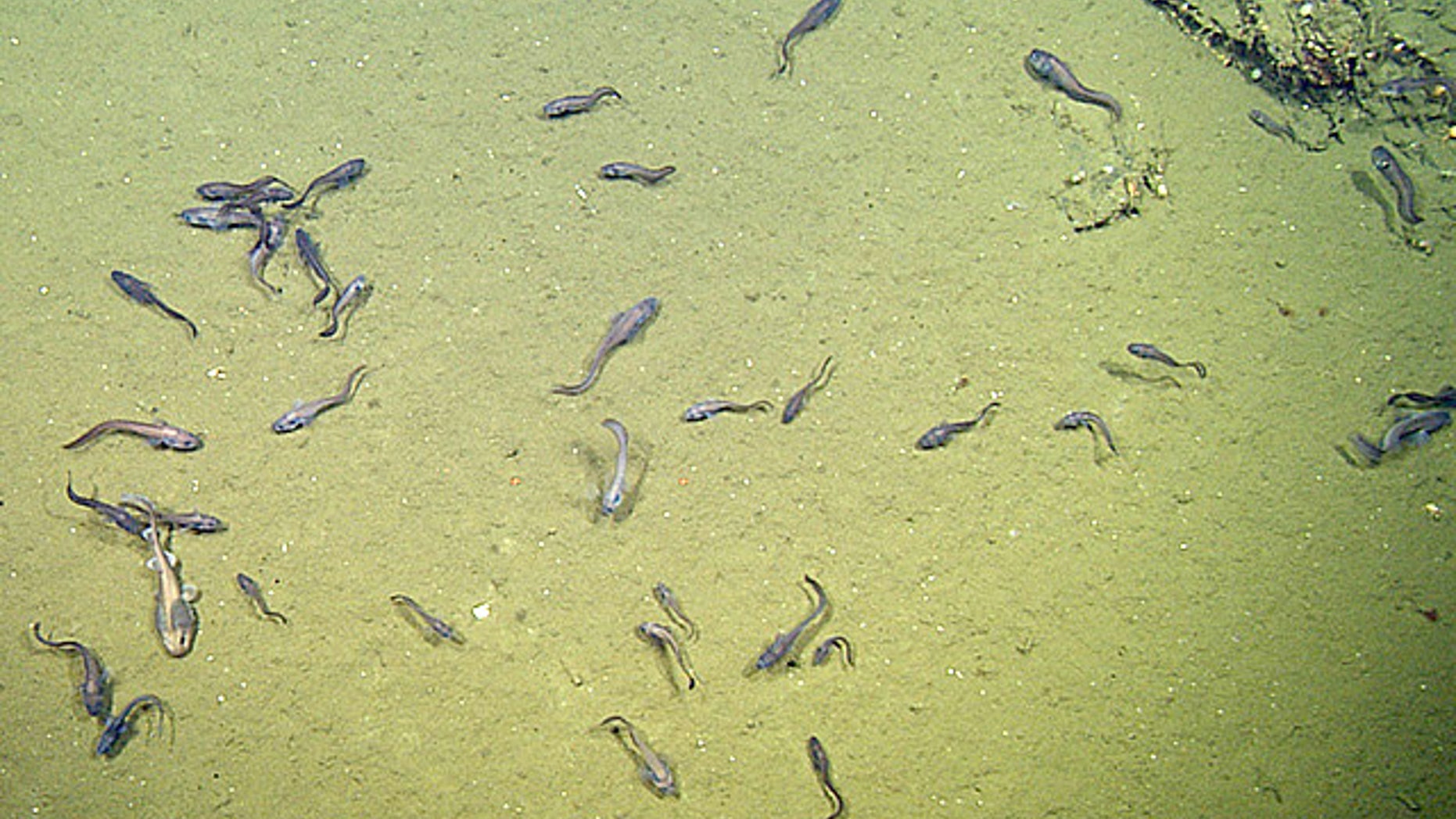 Among the fish species discovered in the depths of the Gulf of California were cat sharks and boar shells.