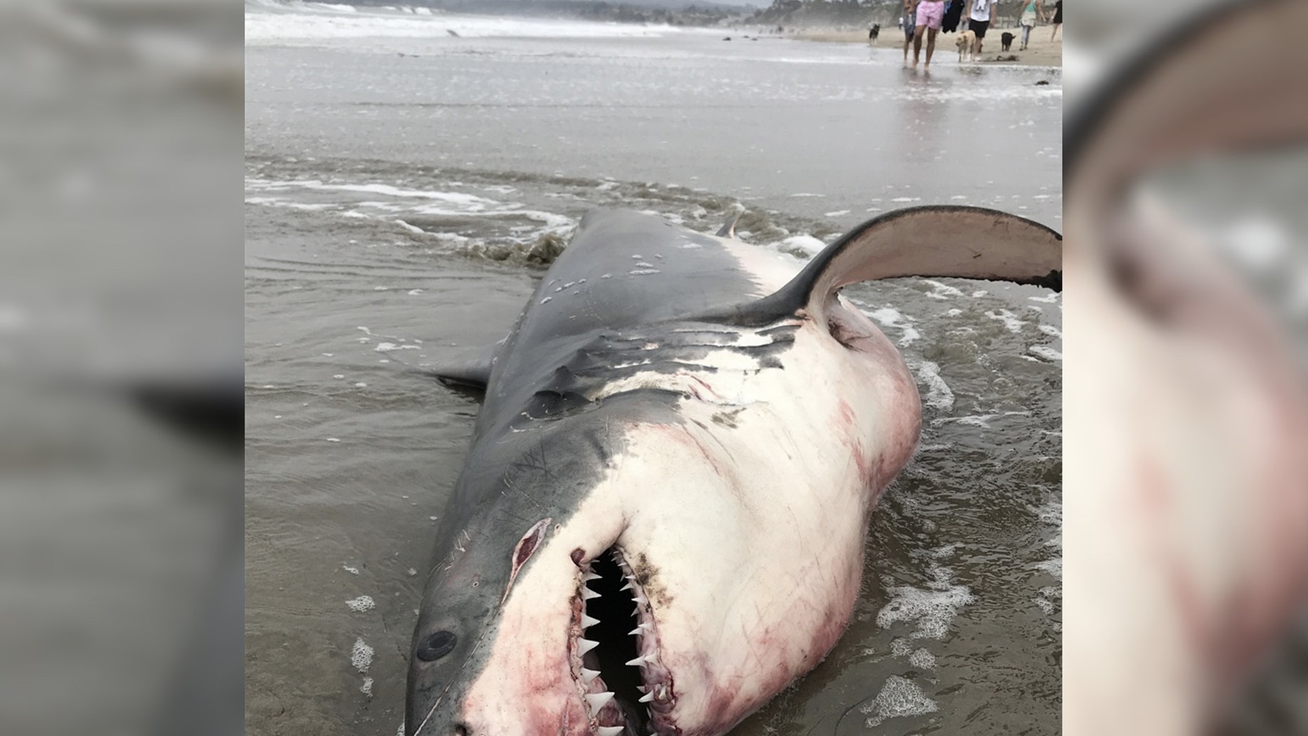 Mysterious great white shark death solved, fisherman convicted