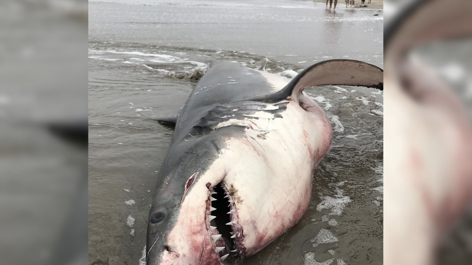 This large and healthy-looking great white shark was the subject of a criminal investigation in California last summer. Authorities have now convicted a fisherman for shooting and illegally killing the shark.