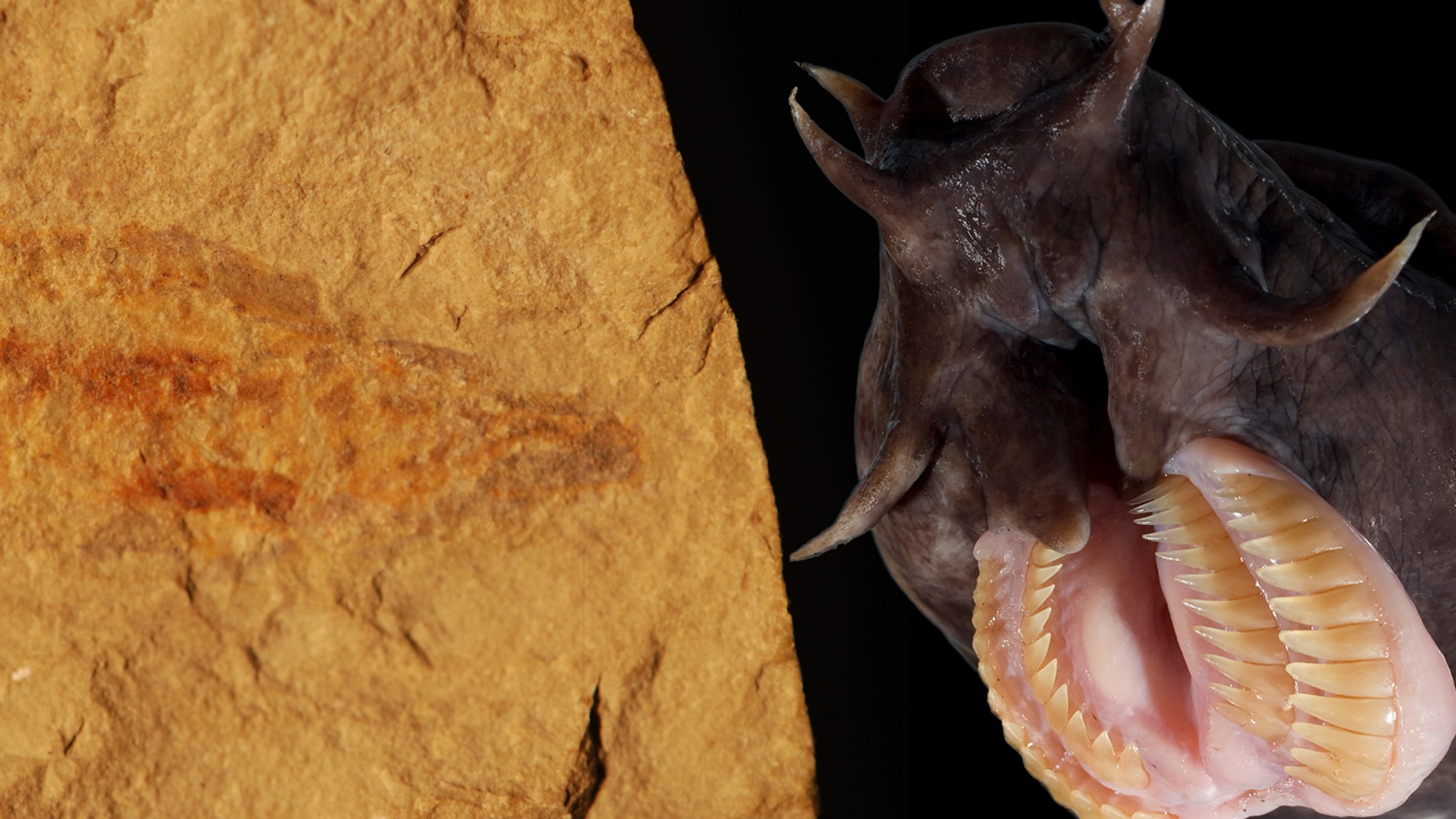 Hagfish that lived 100 million years ago had the same slime-producing abilities as modern hagfish.