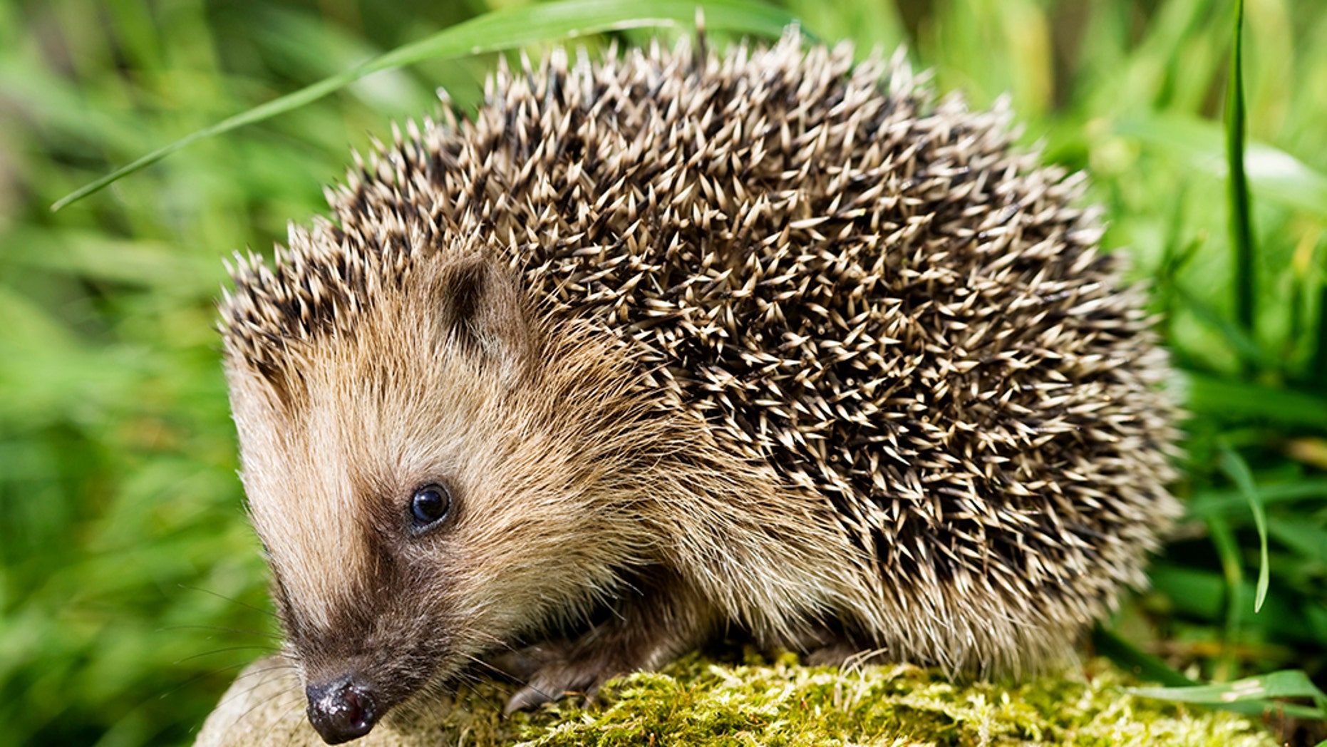 Pet hedgehogs associated with salmonella outbreak, ‘don’t kiss or snuggle’ them, CDC warns