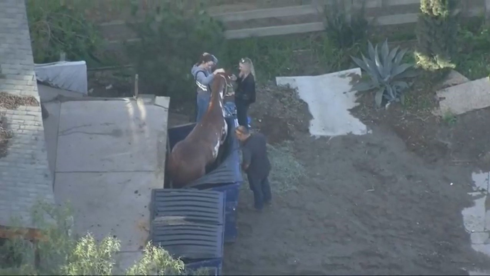 Horse hoisted to safety after getting stuck in dumpster