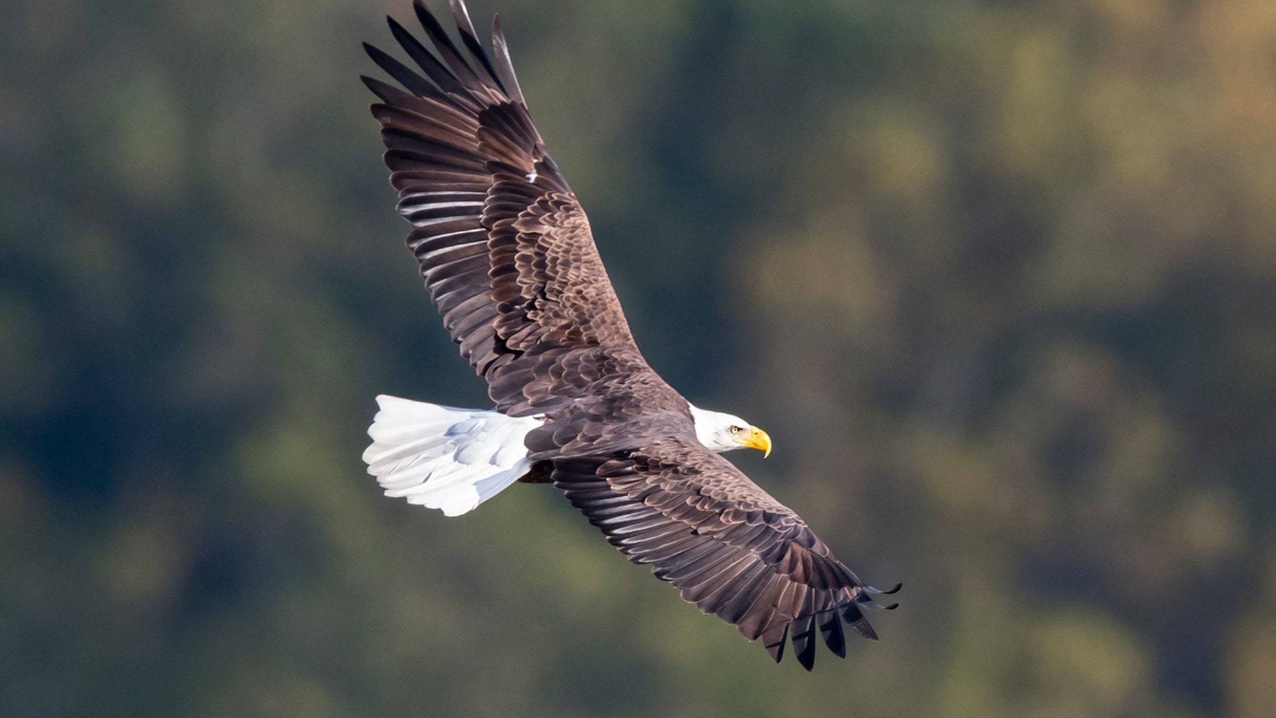 An eagle was chasing an osprey over a baseball diamond Saturday.