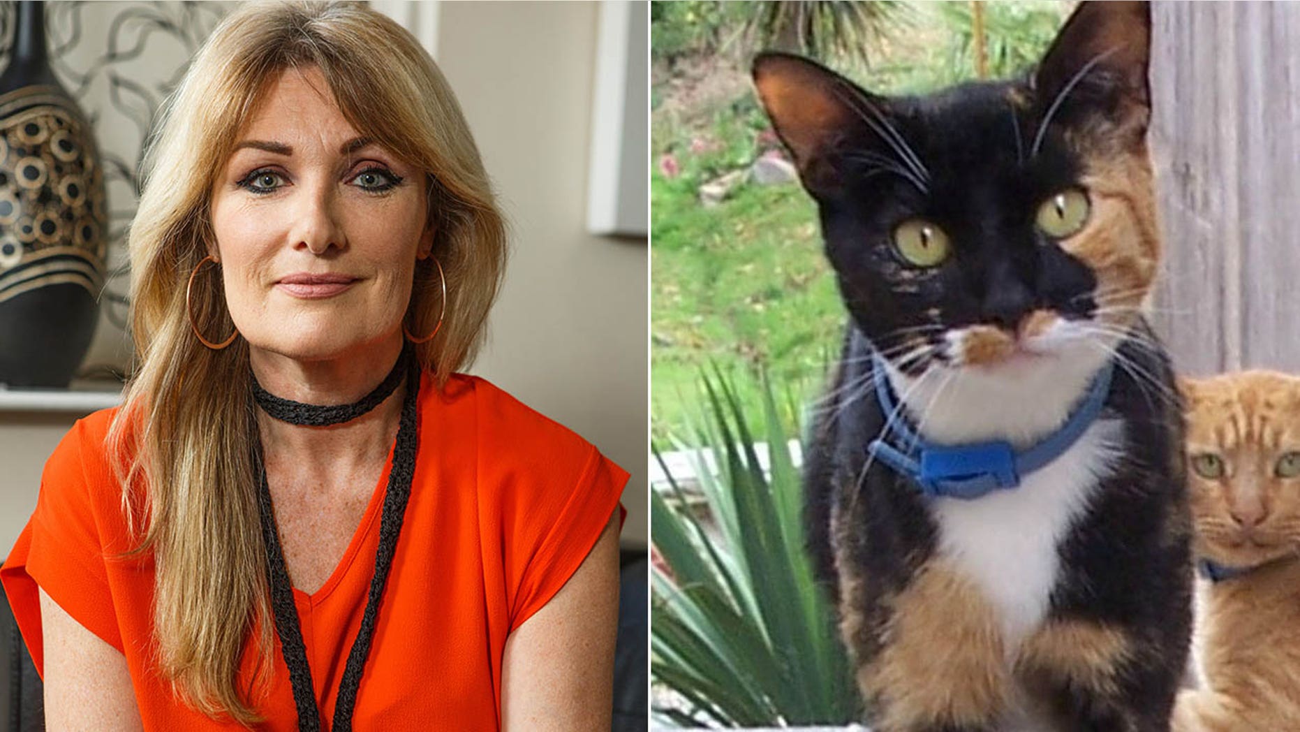 Lisa Vallo, an artist, said she would occasionally find ticks in her pet’s coat, and that the cat often napped on her bed.