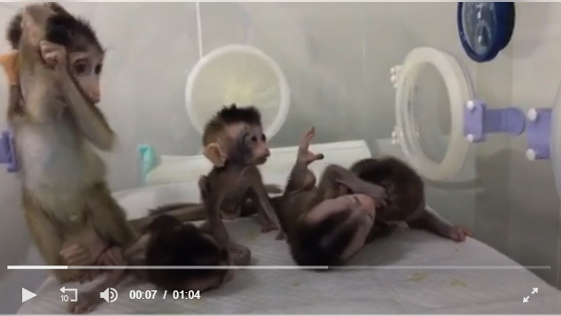 A screen grab of the five cloned monkeys. (Credit: Science China Press)