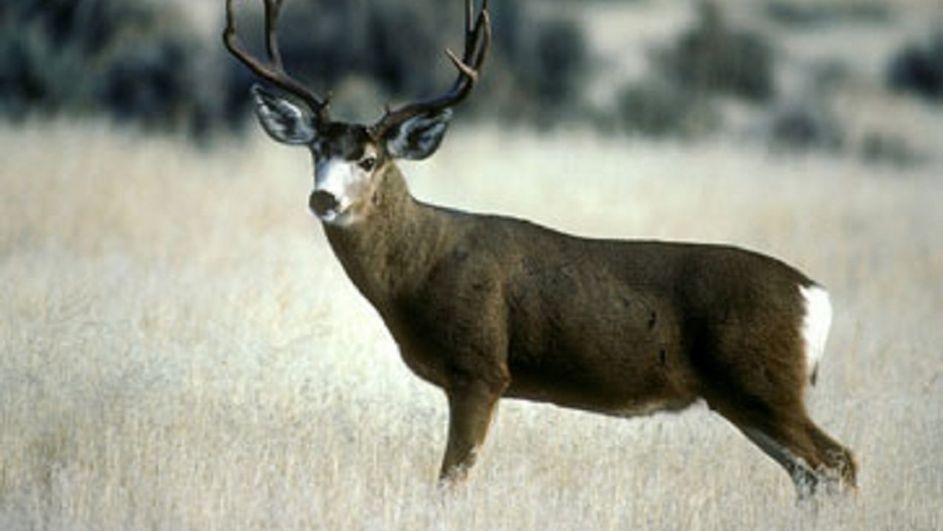 Hunter caught after illegally killing deer blames wife: report